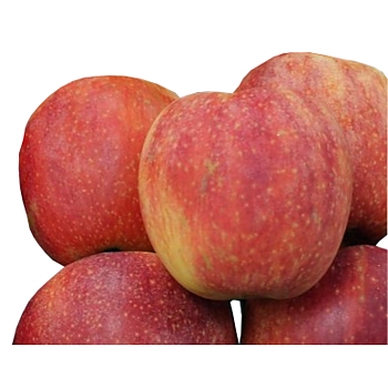 Hollandse Bloss appels
