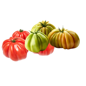 Hollandse Coeur de Boeuf tomaten