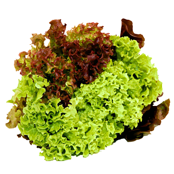 Hollandse multicolor sla