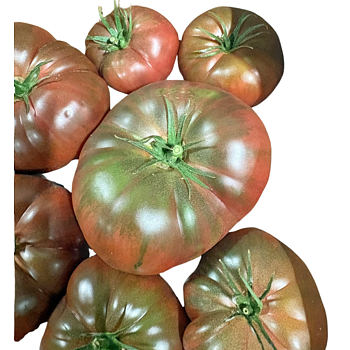 Noire D&rsquo;Antan tomaten